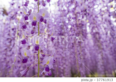 フジ 藤 フジ 藤 37761913