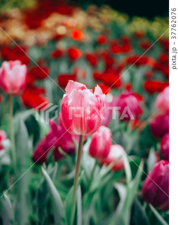 Colorful tulips flowers in the garden. 37762076