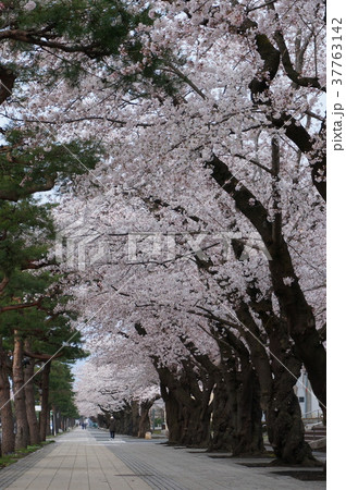 桜　桜並木 37763142