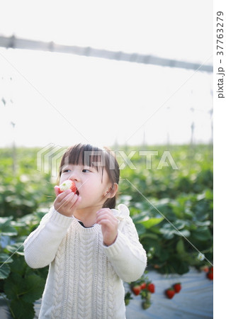 苺狩り (子供 幼児 女性 イチゴ いちご 苺 フルーツ 果物 レジャー ビニールハウス デザート) 37763279