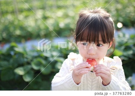 苺狩り (子供 幼児 女性 イチゴ いちご 苺 フルーツ 果物 レジャー ビニールハウス デザート) 37763280