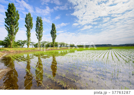 田園風景 37763287