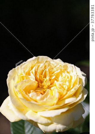 琥珀色が混じったイエローが美しいバラ 琥珀色が混じったイエローが美しいバラ 37763381