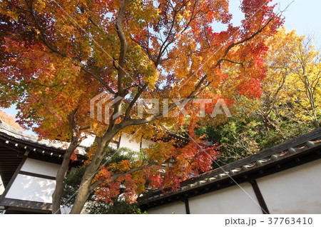 神木山　等覚院　紅葉　落葉 37763410