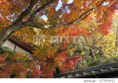 神木山　等覚院　紅葉　落葉 37763411