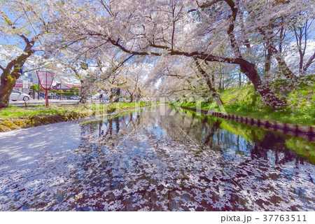弘前公園・お濠の桜と花筏 37763511