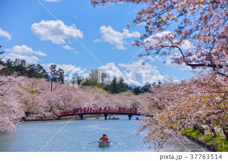 弘前公園の西濠の桜 弘前公園の西濠の桜 37763514