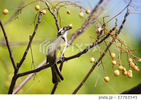 オキナグサ おきなぐさ 西洋翁草 37763545
