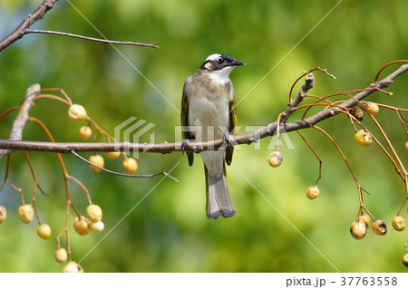 オキナグサ おきなぐさ 西洋翁草 37763558