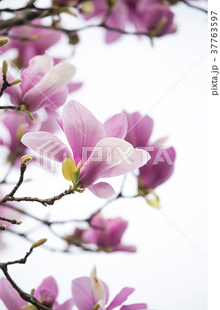 モクレン シンプル 春 モクレン シンプル 春 37763597