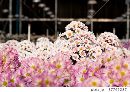 Beautiful purple Mums or Chrysanthemums. 37765287