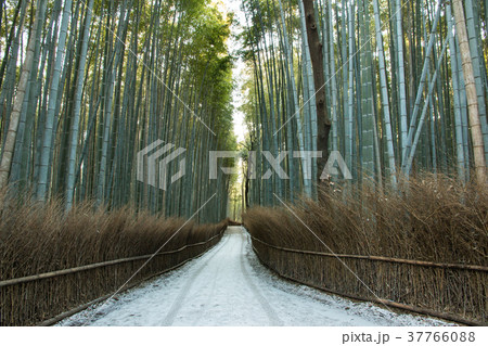 京都嵐山竹林の道 37766088