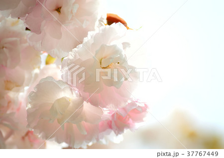 八重桜 37767449