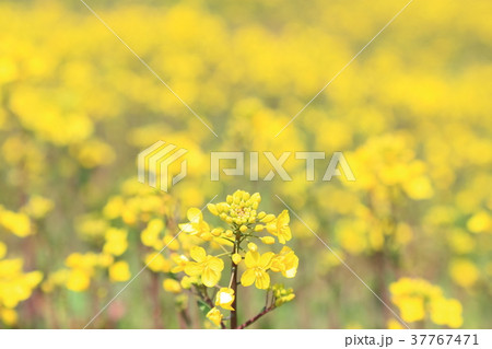 菜の花 菜の花 37767471