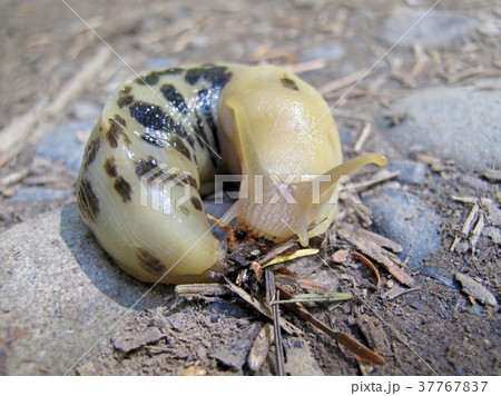 Banana Slug, latin name Ariolimax, Olympic Banana Slug, latin name Ariolimax, Olympic 37767837