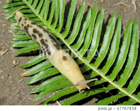 Banana Slug, latin name Ariolimax, Olympic 37767838