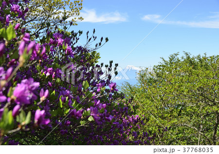 天城縦走路 天城縦走路 37768035