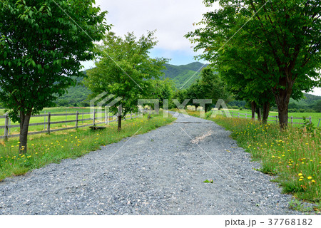 ひるぜんジャージーランド(岡山県真庭市) ひるぜんジャージーランド(岡山県真庭市) 37768182