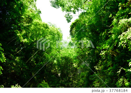 森林 37768184