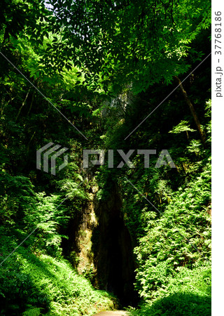 備中鐘乳穴  入口（岡山県真庭市） 37768186