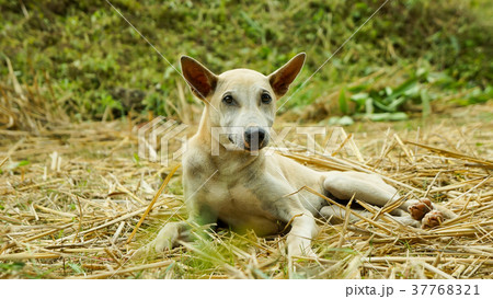 Little puppy in garden Little puppy in garden 37768321