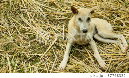 Little puppy in garden 37768322