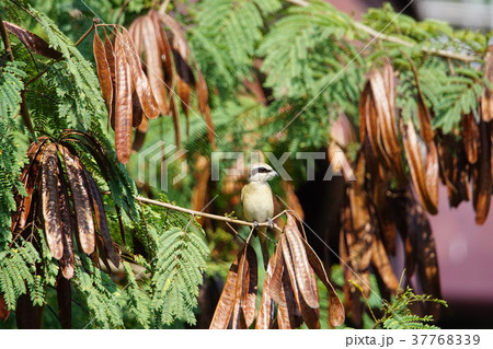 鳥 モズ 百舌 37768339