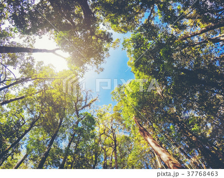 Green Forest nature Green Forest nature 37768463