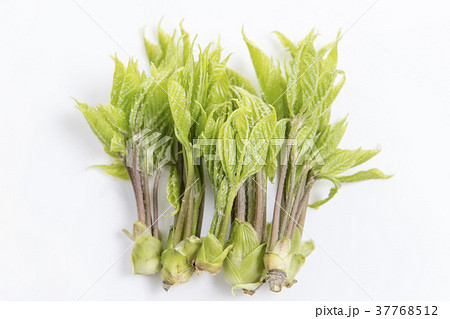 こしあぶら シンプル・白バックの写真 37768512