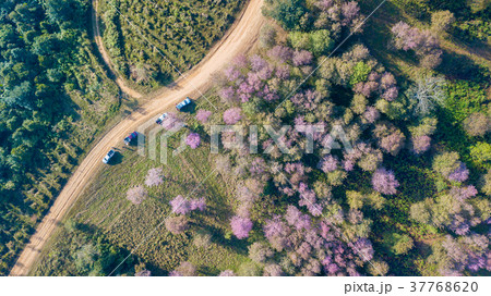 sakura Flower or Wild Himalayan Cherry on mountain sakura Flower or Wild Himalayan Cherry on mountain 37768620