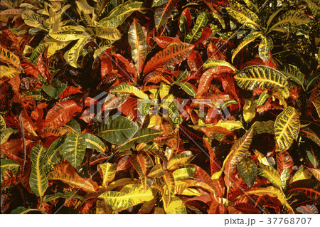 Colourful/colorful Crotons 37768707