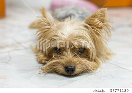 かわいい小型犬 ヨークシャテリアの写真素材 37771180 Pixta