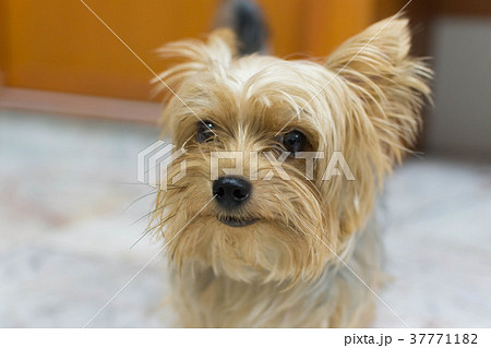 かわいい小型犬 ヨークシャテリアの写真素材