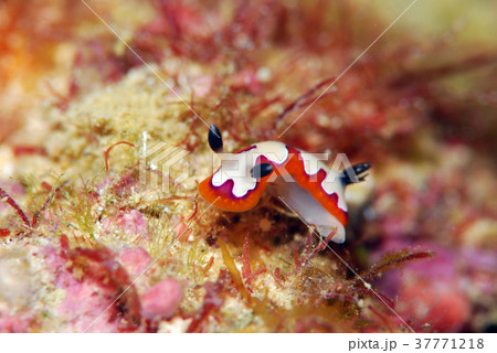 ウミウシ 37771218