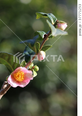 椿・ロビラキ 椿・ロビラキ 37771253