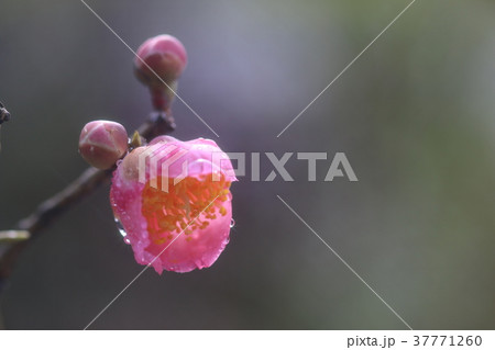 椿・ロビラキ 椿・ロビラキ 37771260