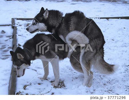 huskies love huskies love 37771296