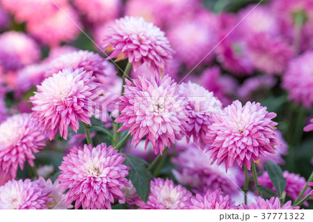 Chrysanthemum pink flowers in the garden. Chrysanthemum pink flowers in the garden. 37771322