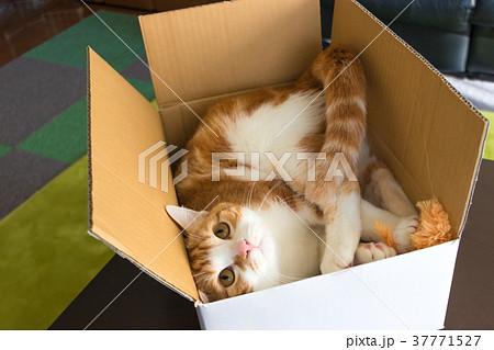 箱に入ったかわいい茶白トラ猫 37771527