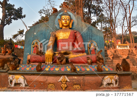 ネパールの世界遺産　カトマンズのスワヤンブナート寺院　野猿の群れと仏像 37771567