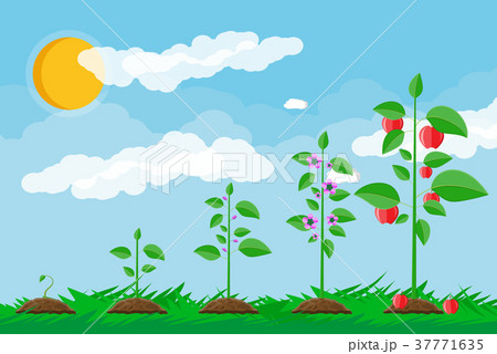 Growth of plant, from sprout to fruit. 37771635