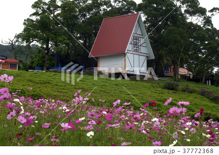 金鶏菊 ジャノメソウ 蛇の目草 37772368