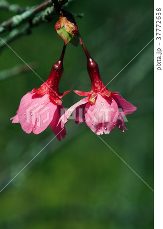 桜 さくら サクラ 37772638