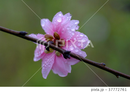 モモの花 はなもも 桃花 37772761