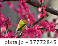【鳥】メジロと梅（１８） 37772845