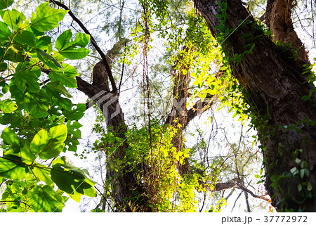 景色 風景 自然 37772972