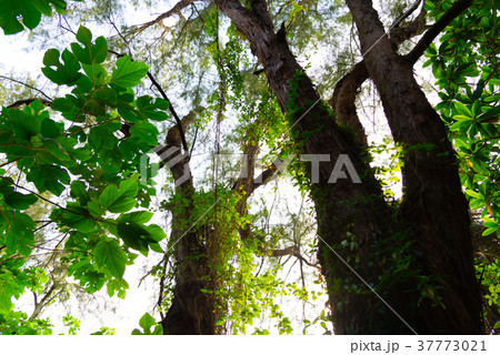 景色 風景 自然 37773021