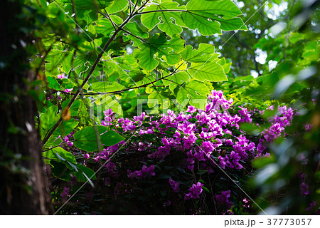 景色 風景 自然 37773057