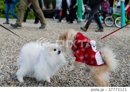 動物 動物学 犬 37773121