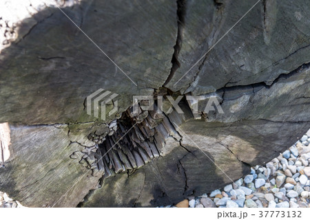 テクスチャ テクスチャー 風合い 37773132